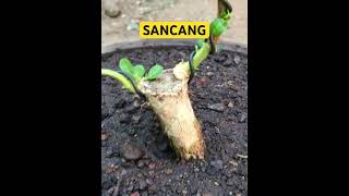 Bonsai Sancang #bonsaibonsai #bonsai #bonsaisancang #sancangmame