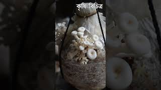 Amazing Mushroom farming in Bangladesh - মাশরুম চাষ করুন খুব সহজেই - কৃষি বিচিত্র #shorts