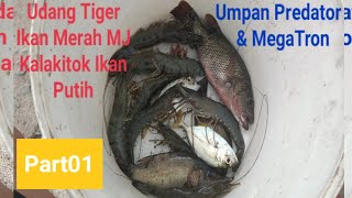 Merambat Udang Harimau & Ikan Di Sungai Untuk Di Jadikan Umpan Mancing PART01