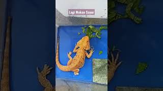 Bearded Dragon Lahap makan sayur