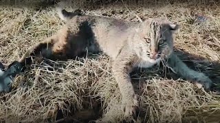 Saving injured lynx and giving them a second chance at life | Animal rescue compilation