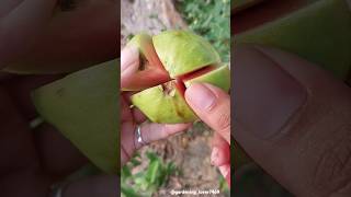 fruits farming 🍈🥑🍐🥝🍉 #fruitharvest #fruitfarming #organic #seasonal @gardening_lover7469