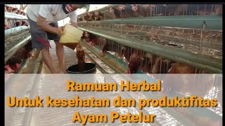 Jamu untuk Ayam Petelur