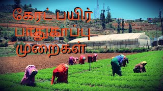 நீலகிரி கேரட் சாகுபடி பகுதி 1|Nilgiris carrot farming part 1