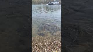 ein #schiff mit Bak fährt zu Berg auf dem #rhein  Teil 6  #shortsvideo #shorts