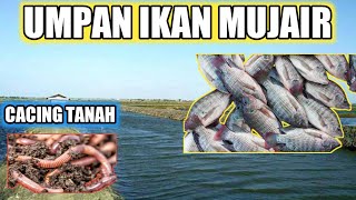 Umpan Mancing Ikan Mujair Di Jamin Ampuh