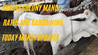 bhains colony mandi updates/ khubsorat maal cow mandi @mandivlogswithejaz4258