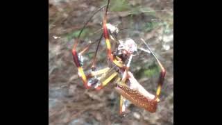 Golden OrbWeaver Feeding