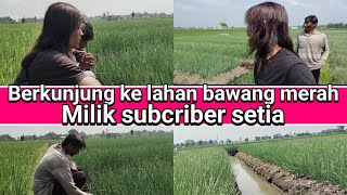 berkunjung ke lahan bawang merah milik pak mario, (santri tani)