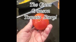 Giant Crimson Tomato Story!