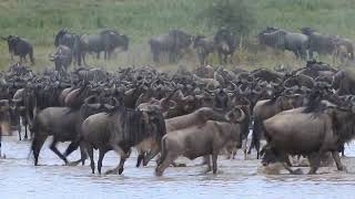 Big group of wildebeest are crossing a small lake in the Serengeti. Tanzania.