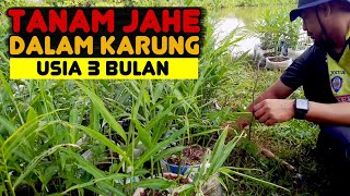 Rimpang Jahe Usia 3 Bulan Setelah Tanam