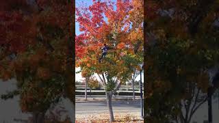 Fall colors tree climb 2