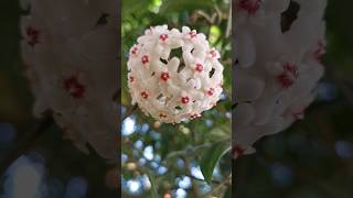 Have you ever seen this flower before? #flowers #garden #beautiful #shorts #fyp