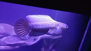 SETTINGAN AQUARIUM UNTUK CHANNA | CHANNA ASIATIKA GONDRONG