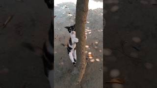 আমাদের গাছ বালক #nature #shorts #cat #video