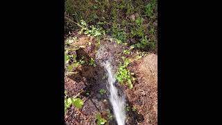 Watering clay soil improved by Sheep's Sorrel. #claysoil #soildrainage #fixyoursoil #nodig