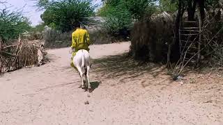 😱😱White ❗donkey is hi 😱speed is running