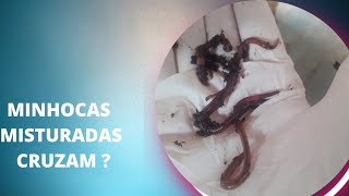 #Minhas minhocas misturaram com outras! Elas  podem cruzar?