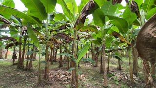 SIGATOKA NEGRA SIN CONTROL EN PLATANO.