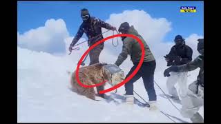 Indian Army and a daring rescue of a baby bear in Himalayas!!!