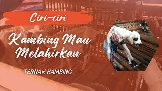 CIRI CIRI KAMBING MAU MELAHIRKAN ANAK PERTAMA || Ternak kambing