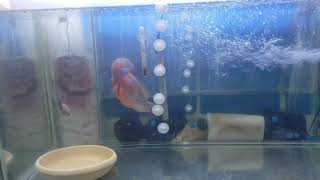 Flowerhorn Mating #Flowerhorn_Mating