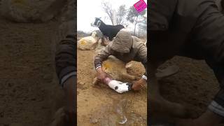 baby birth delivery at #farm #rajasthan #desi.