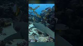 Under Sea Water Fish Video #shorts #fish #underwater