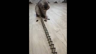 Funny cats videos, funny cats videos 2022