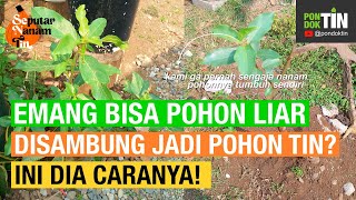 TERNYATA POHON LIAR DI TEMPAT KAMI NAMANYA LOA (FICUS RACEMOSA), KAMI COBA SAMBUNG DENGAN POHON TIN