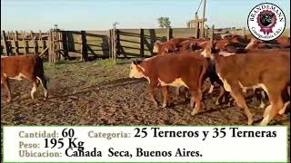 Lote 20