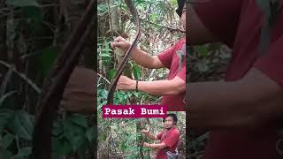 TUMBUHAN PASAK BUMI RASANYA PAHIT