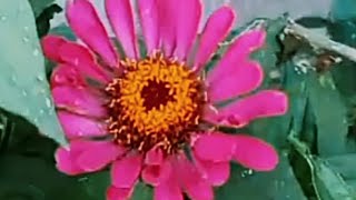 Beautiful flowers | beautiful garden#flowers#gardenflowers #kashmir #viralvideo #ytshortsvideo