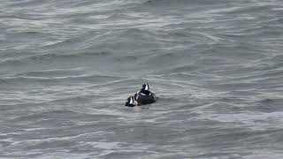 Harlequin Duck