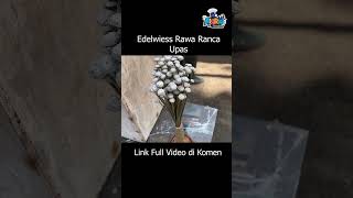 Edelwies Rawa Ranca Upas