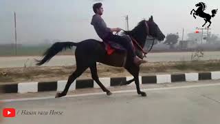 Mahadev Horse Farm | Colt Raja | Rawal chaal 35 km/h Speed