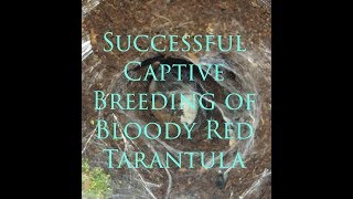 Successful Captive Breeding of Bloody Red Tarantula | Gorby Exotics Vlog 9