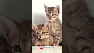 Cute Kittens