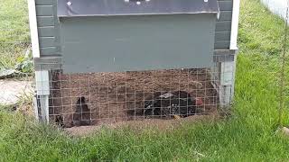 #Asil #Hühner / #Aseel (Rajah)#chickens #gamefowl  beim Staubbad/in the dust bath. #rooster #chicken