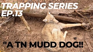 coyote trapping and how to dirt hole set