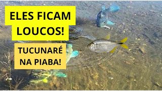 ELES NÃO RESISTEM! Pescaria de tucunaré com lambari vivo!