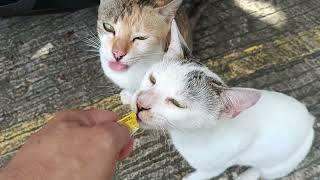 PABORITO NILANG MERYENDA | CAT TREATS | DADA EN FRIENDS |