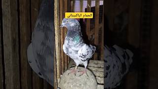 كلمنى عن الحمام الباكستاني🕊️✅