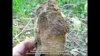 Pisolithus arrhizus. Champimaginatis. English Text.