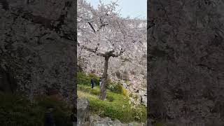 Beauty around me😍 #cherryblossom🌸 #shorts