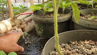 #kuwait #aquaponics  الزراعه المائية  #الاكوابونك