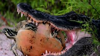 Wildlife Animal Eagle Fox Ant Eater Crocodile Pigs Sound Video