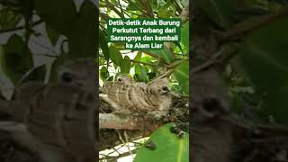 Detik-detik Anak Burung Perkutut Terbang dari Sarangnya.