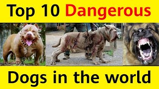 #pet #dogs #dangerousanimal /दुनिया के सबसे खतरनाक कुत्ते | Top 10 dangerous dog in world 2022 Hindi